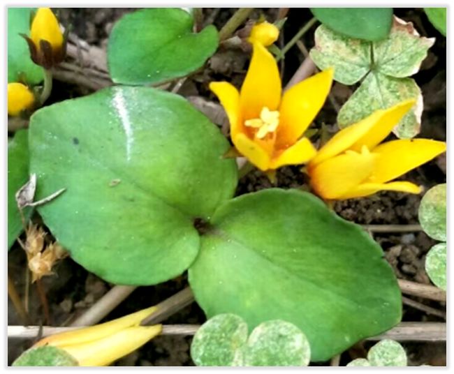 中药知识必学牛膝,中药知识必学昆布