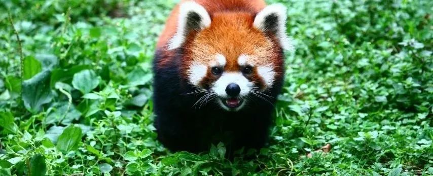 成都景点游览地图高清大图,成都自然景区攻略图片