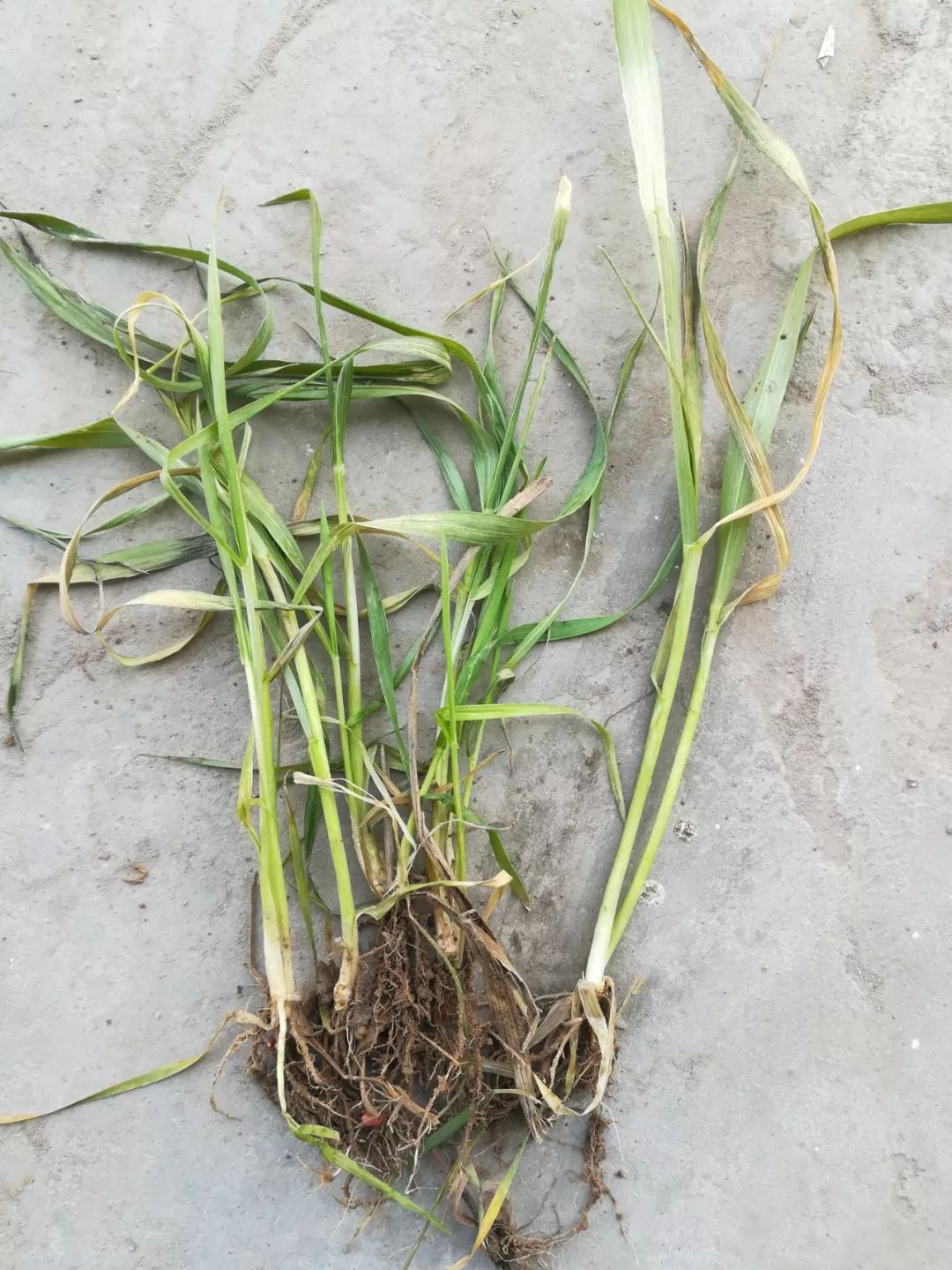 小麦最近发黄是什么原因造成,多地小麦出现发黄枯死现象