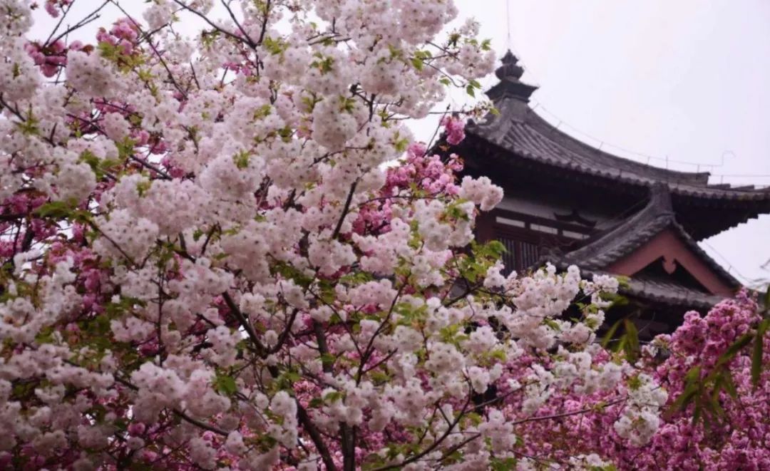 西安动物园旅游手绘示意图,最美的西安公园风景图