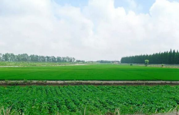 崇明好的民宿树屋,上海崇明农庄民宿