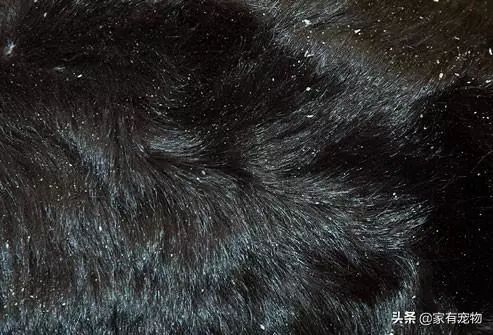 犬皮肤问题,如何鉴别犬类皮肤病