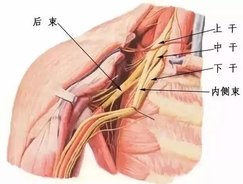 康复锻炼手麻是怎么回事,手麻的治疗思路这5个点要记住