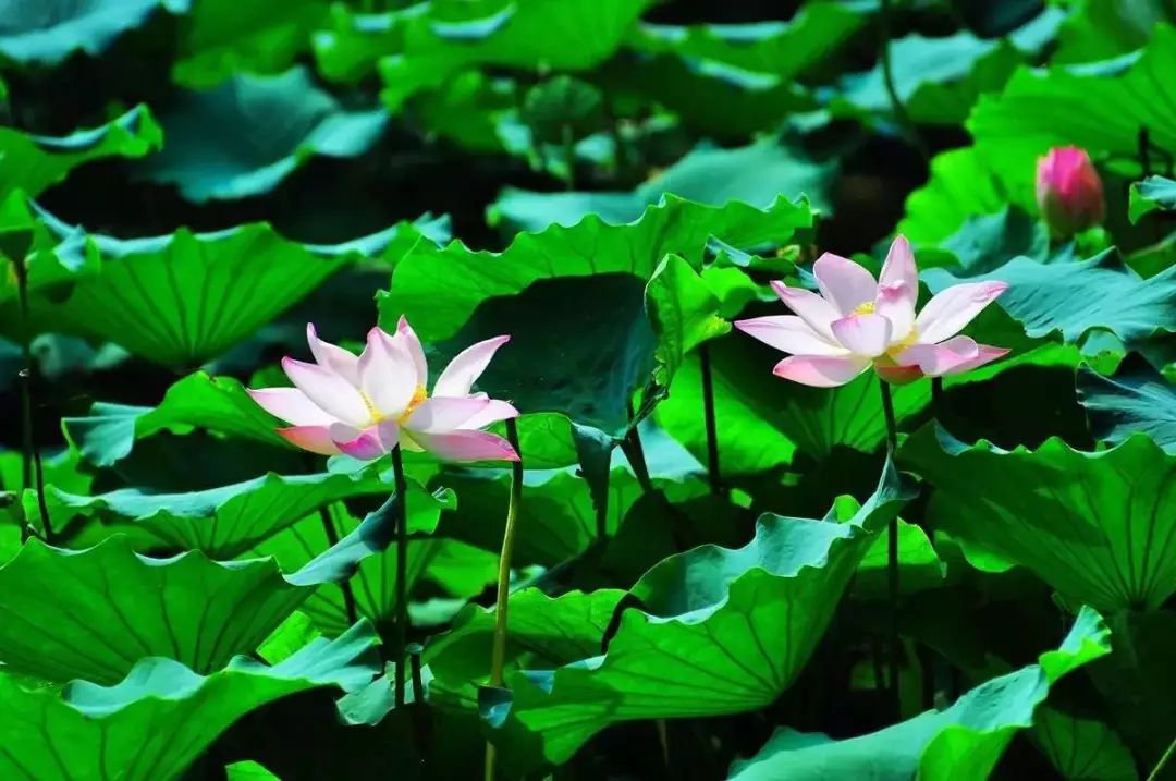 郑州市长向世界发出邀请,郑州向全球招才引智