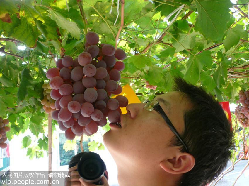 葡萄籽有抗癌作用吗,葡萄籽提取物抗衰老