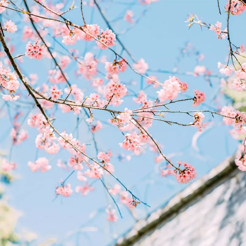 日系清新拍照参考,拍小清新日系照