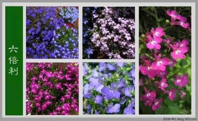 最全花品种,史上最简单的十种花