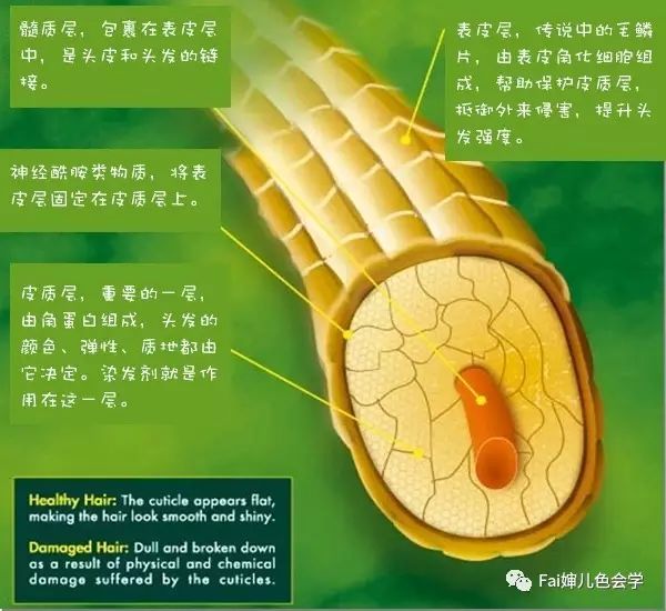 新年染发需要注意什么,新手染发颜色必备知识大全