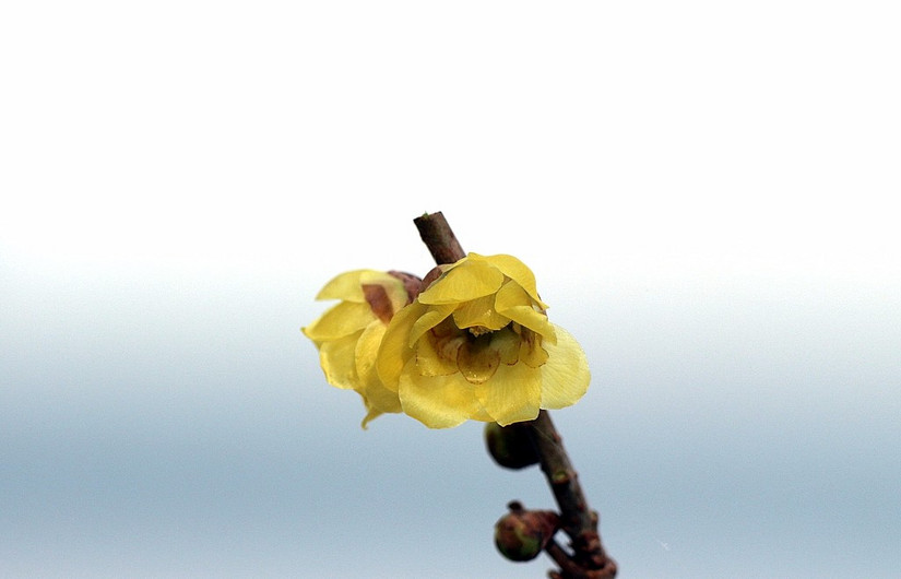 鄢陵中原花木博览会门票,鄢陵中原花木博览园电话