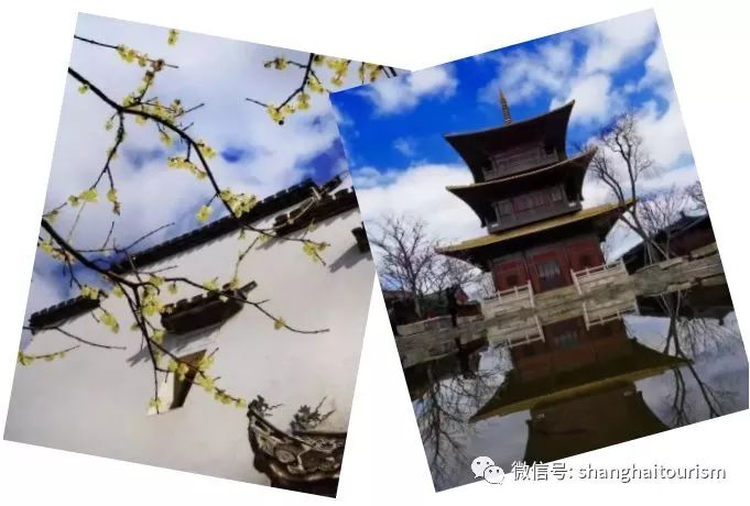 「收藏」不能错过的小美好！上海12个月行走指南来啦