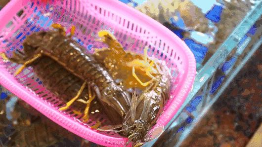 吃过广东濑尿虾，你就再也看不起小龙虾