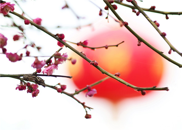 岁寒三友诗句松竹梅,关于梅兰竹菊和岁寒三友的诗句