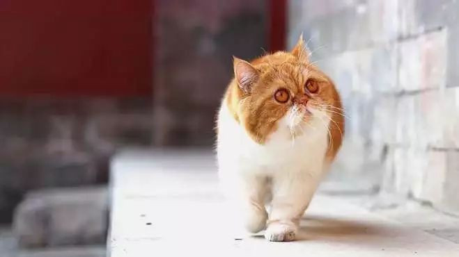 中国撸猫史,中国撸猫图片