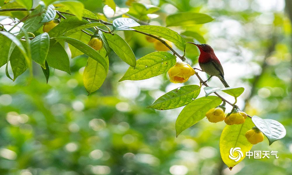 金花茶盛开,钦州茶花皇后金花茶