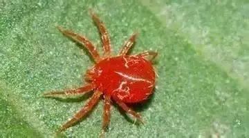 农作物害虫大全及防治,蔬菜害虫图片大全集