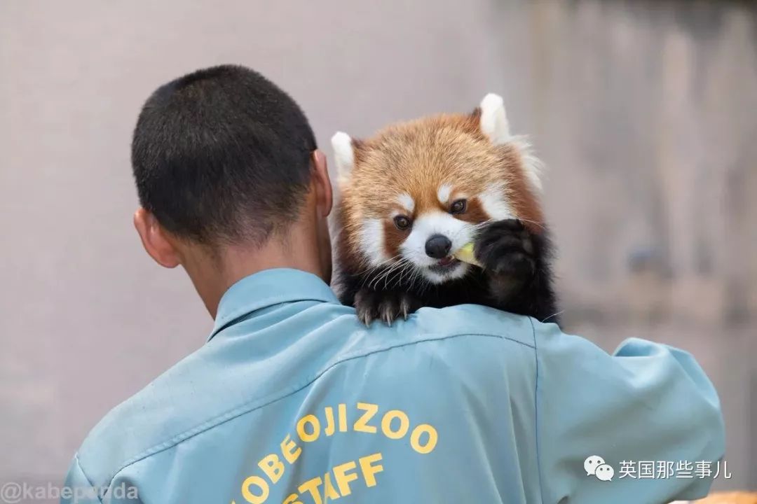 野生大熊猫凶残的一面蜜袋鼯,蜜袋鼯和龙猫哪个寿命比较长