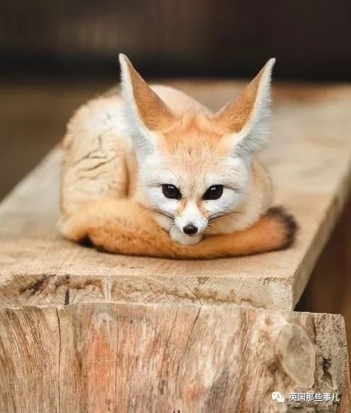 野生大熊猫凶残的一面蜜袋鼯,蜜袋鼯和龙猫哪个寿命比较长