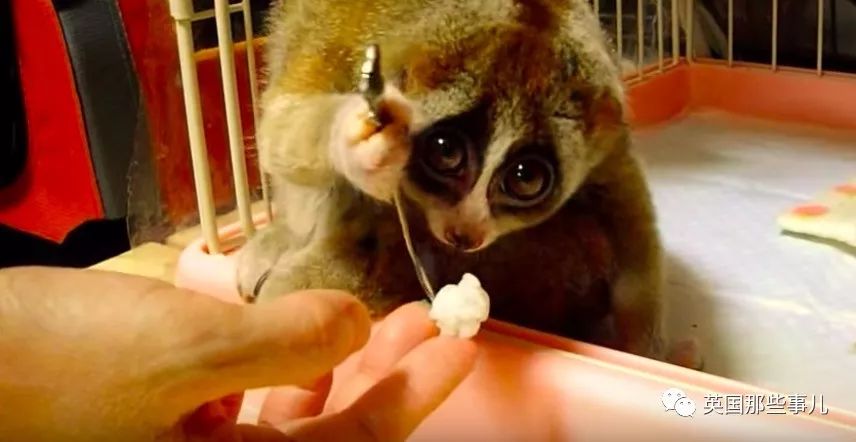 野生大熊猫凶残的一面蜜袋鼯,蜜袋鼯和龙猫哪个寿命比较长