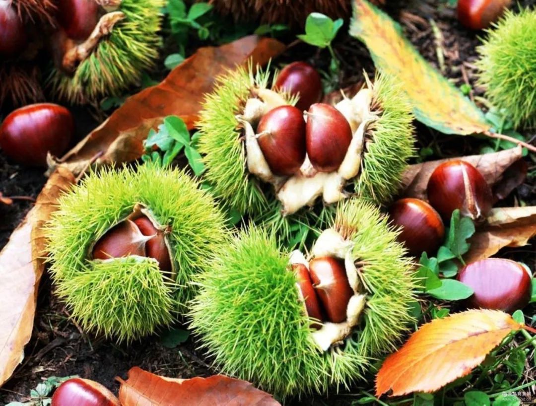 回家过年带了什么回家,过年回家带什么特产最好