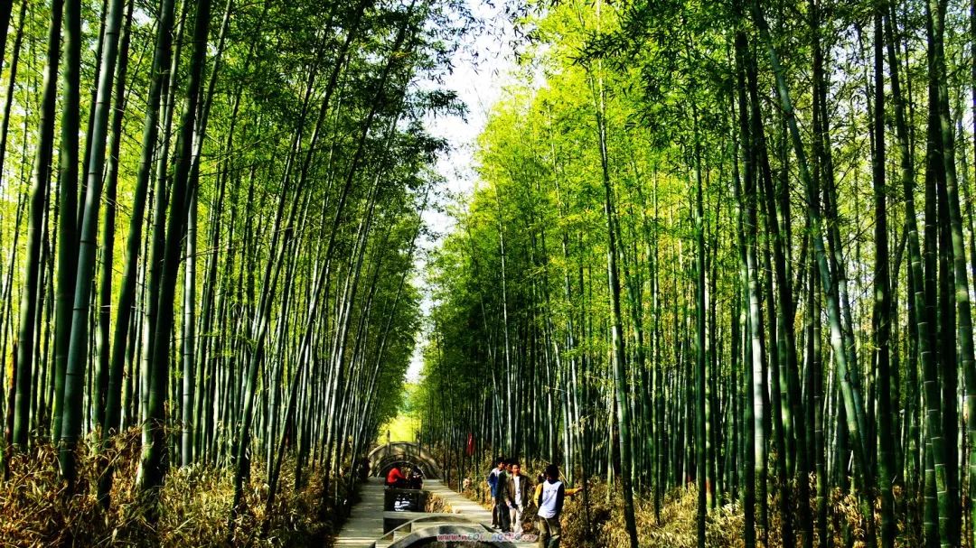 2月6-10（天天发班）蒙山（航天）康谷温泉度假村纯玩一日游——泡五星级露天温泉、赏山林间翠竹五星级中国长寿温泉128元