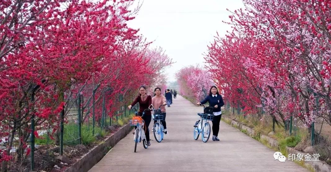 金堂赏花最佳地点时间,金堂赏花之梨花篇