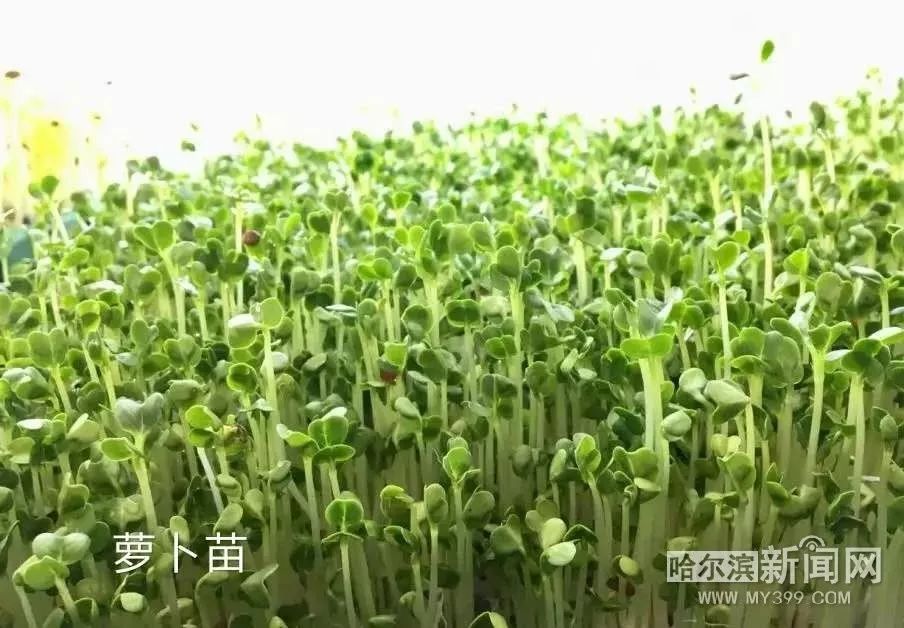 冰城新型芽苗菜,花生芽萝卜苗豌豆苗成餐桌新宠