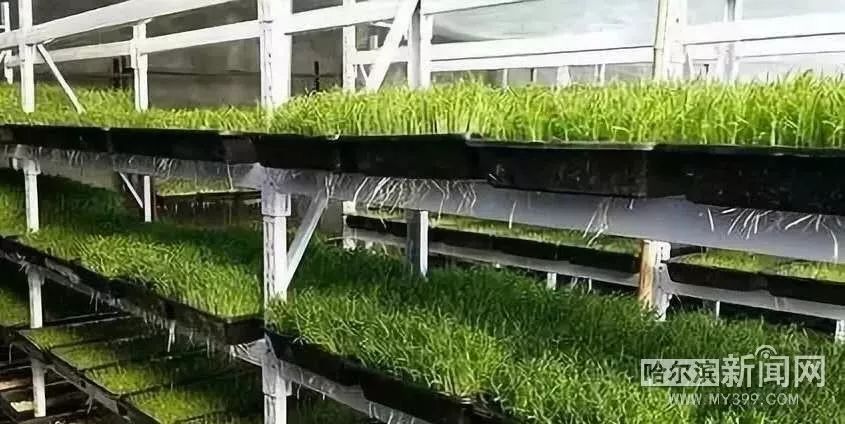 冰城新型芽苗菜,花生芽萝卜苗豌豆苗成餐桌新宠