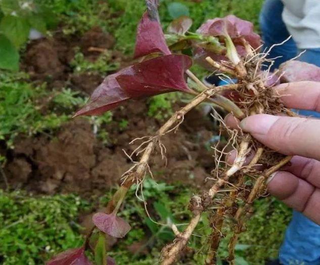 美食｜贵阳不光是辣味的，还有一种味道叫折耳根！