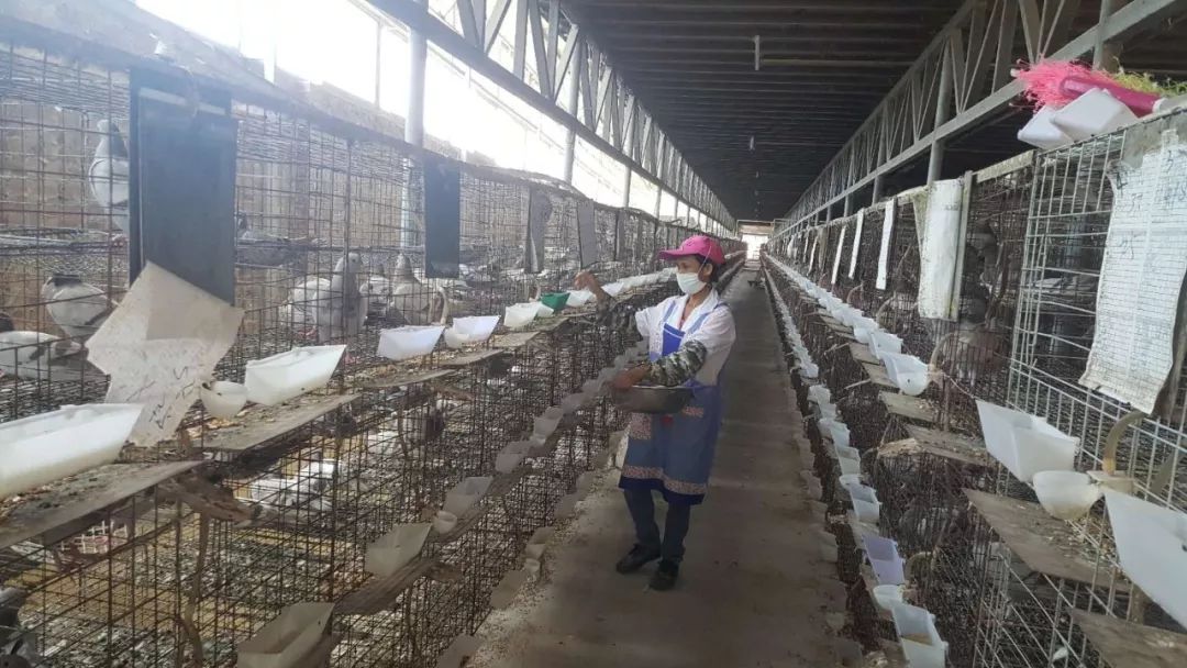 家庭养殖肉鸽的收益,发展肉鸽养殖项目助推残疾人致富