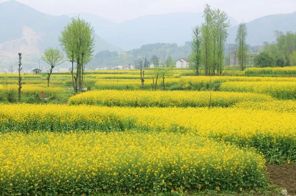 汉中这几天有啥好玩的,5月的汉中有哪些好玩的地方