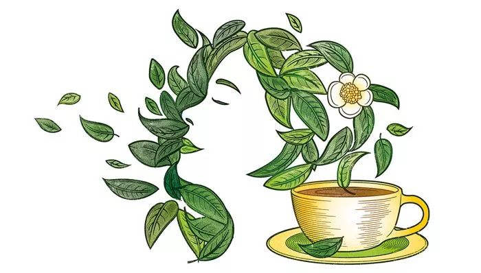 可以让心情变好的养生茶,nature小甘菊