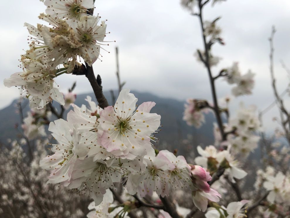 发耳镇樱桃花航拍视频出炉！敢不敢来行一场飞花令？开始！