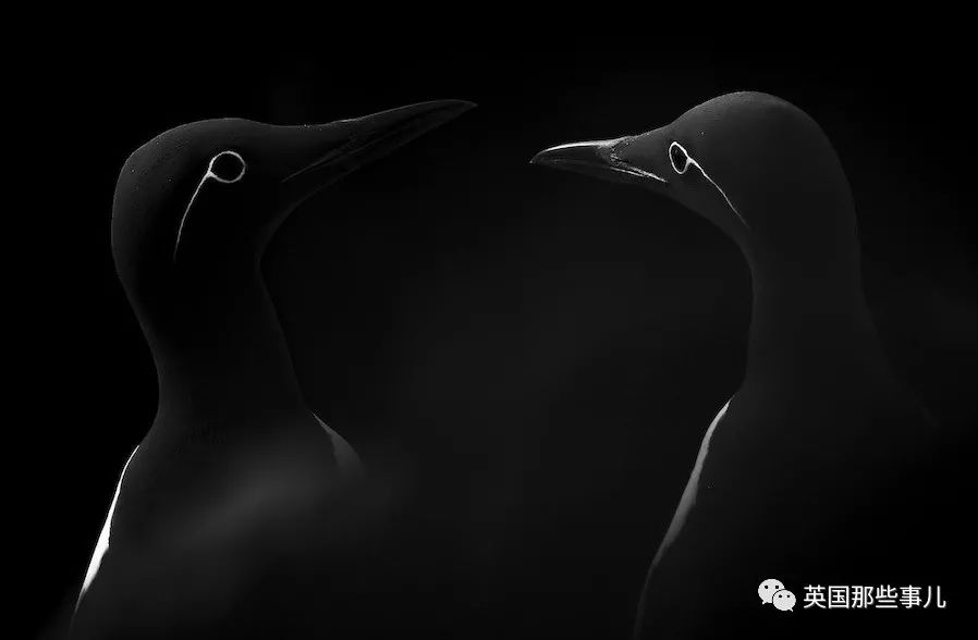 世界索尼摄影大赛作品背后的故事 (2018年索尼摄影大赛获奖作品中国)