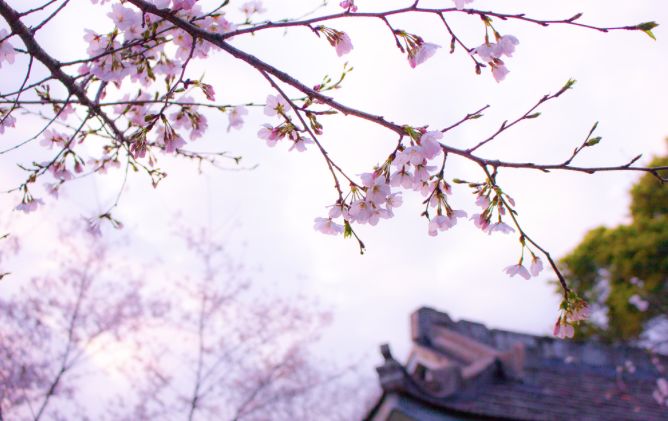 2019年日本樱花季日程表小众赏樱攻略！