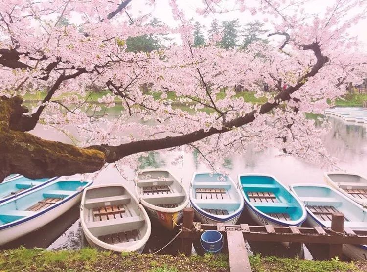 2019年日本樱花季日程表小众赏樱攻略！