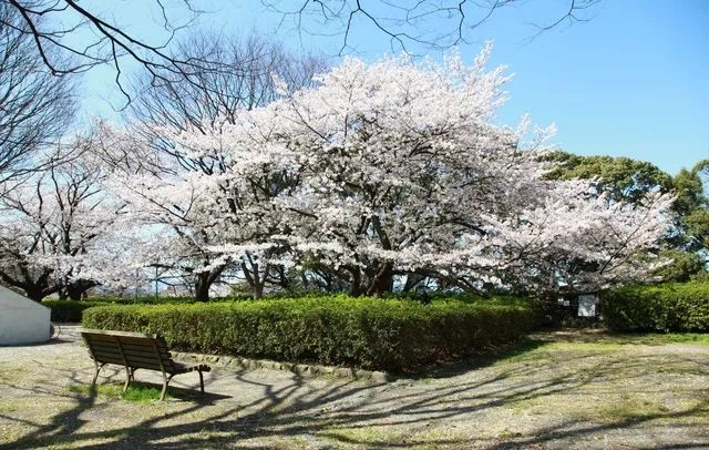 2019年日本樱花季日程表小众赏樱攻略！