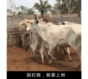 作为内蒙人，山羊这么牛的生物，竟然不了解？