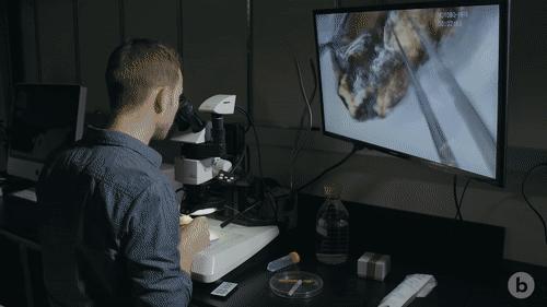 你见过企鹅破壳的瞬间吗,你见过企鹅下蛋吗