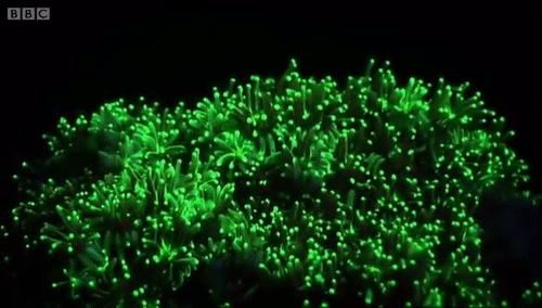 你见过企鹅破壳的瞬间吗,你见过企鹅下蛋吗