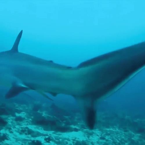 你见过企鹅破壳的瞬间吗,你见过企鹅下蛋吗