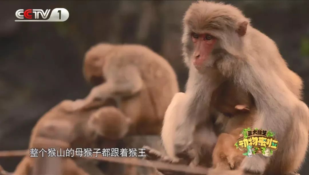 企鹅单身日记：我就是“吃饭睡觉打豆豆”里的豆豆