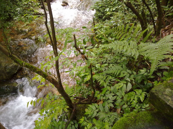 森林氧吧呼吸最新鲜的空气,森林氧吧对身体的好处