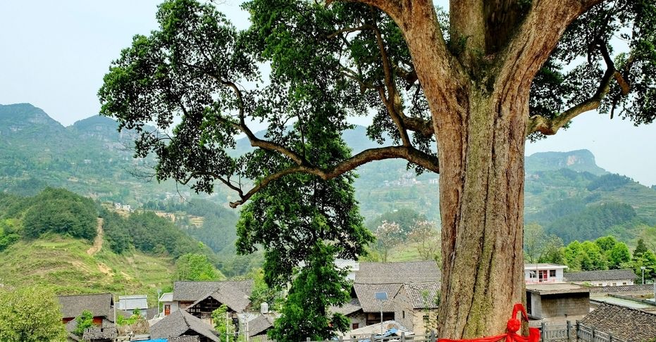 鏂瑰織鍥涘窛鍘嗗彶瑙嗛,鏂瑰織鍥涘窛