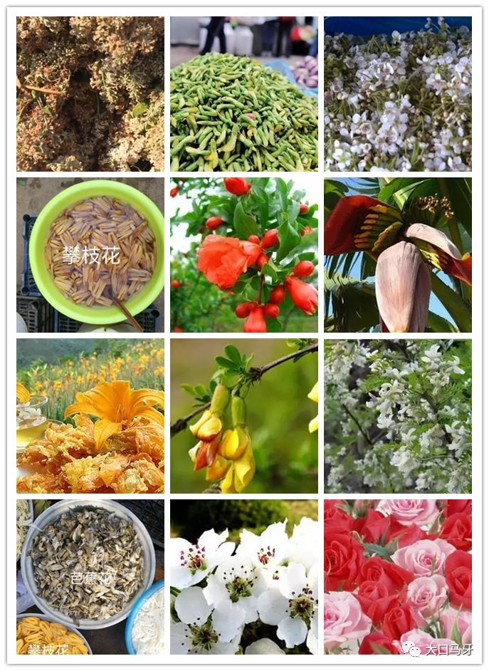 春天吃花要注意！吃错会中毒，头晕恶心呕吐，每年都有人中招