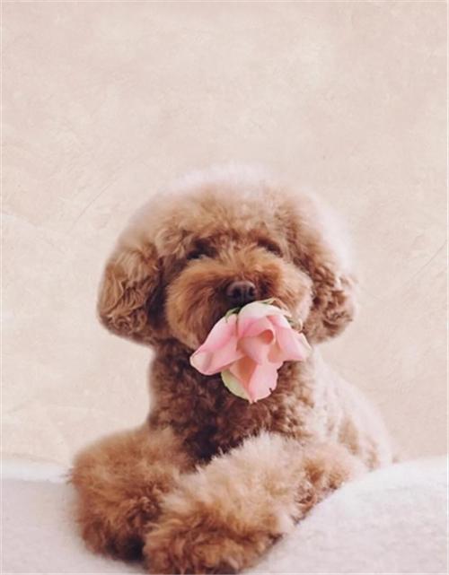 孙凯旋山东,孙凯旋广饶