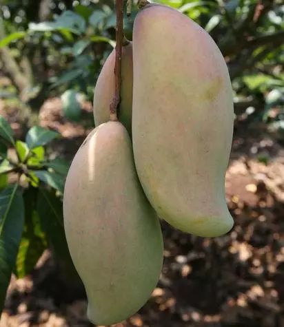 广东特色十大水果,湛江八大水果你知道吗