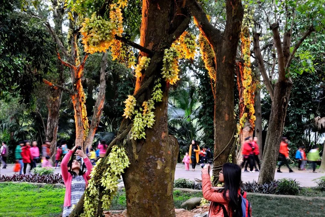 七星岩禾仙岛黄花铃木,七星岩黄花风铃四季变化
