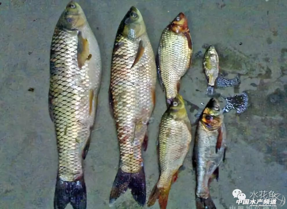 冬末初春，赤皮水霉及其并发症特别要注意