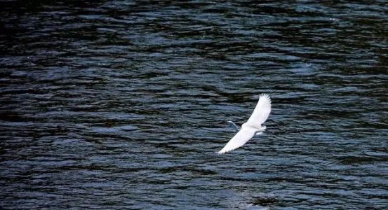 武汉六大湿地公园,百湖之市武汉