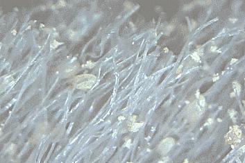 薄荷驱蚊被子怎么用,薄荷防蚊虫被子